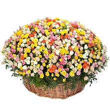 Премиум букет из: Розы #REPLACE_PRED# Аромашево
