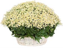 Цветочная композиция из Ромашки в корзине #REPLACE_PRED# Аромашево